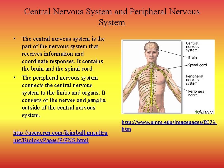 Central Nervous System and Peripheral Nervous System • The central nervous system is the