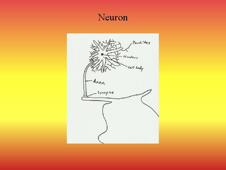 Neuron 