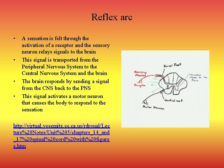 Reflex arc • • A sensation is felt through the activation of a receptor