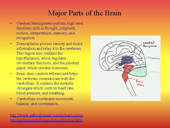 Major Parts of the Brain • • Cerebral Hemispheres perform high level functions such