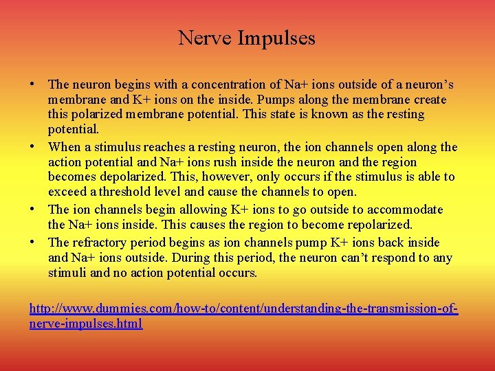 Nerve Impulses • The neuron begins with a concentration of Na+ ions outside of