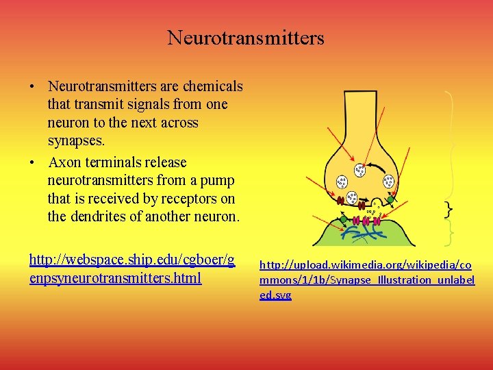 Neurotransmitters • Neurotransmitters are chemicals that transmit signals from one neuron to the next