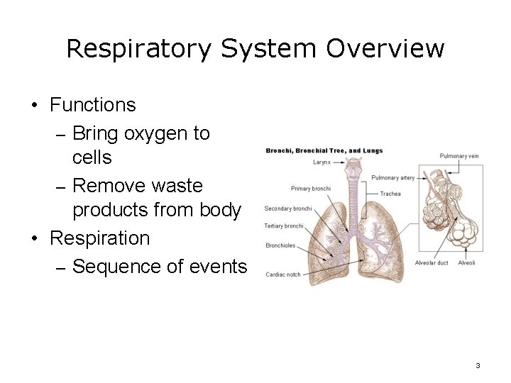 Respiratory System Overview • Functions – Bring oxygen to cells – Remove waste products