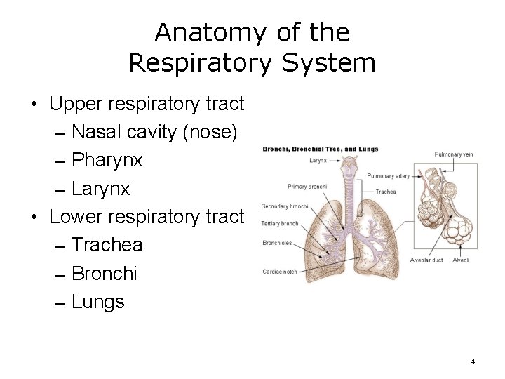 Anatomy of the Respiratory System • Upper respiratory tract – Nasal cavity (nose) –