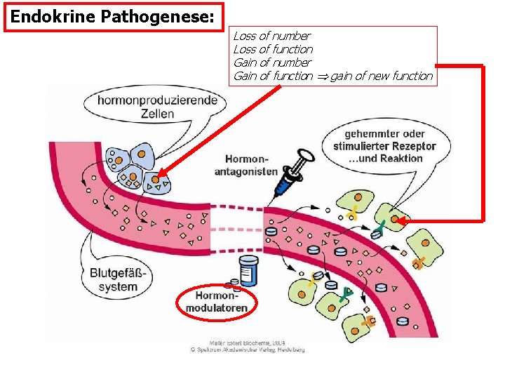 Endokrine Pathogenese: Loss of number Loss of function Gain of number Gain of function