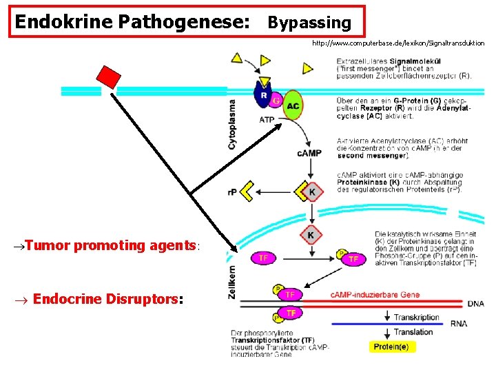 Endokrine Pathogenese: Bypassing http: //www. computerbase. de/lexikon/Signaltransduktion Tumor promoting agents: Endocrine Disruptors: 