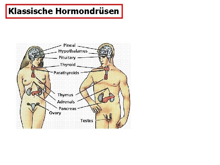 Klassische Hormondrüsen 