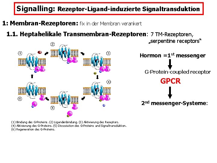 Signalling: Rezeptor-Ligand-induzierte Signaltransduktion 1: Membran-Rezeptoren: fix in der Membran verankert 1. 1. Heptahelikale Transmembran-Rezeptoren: