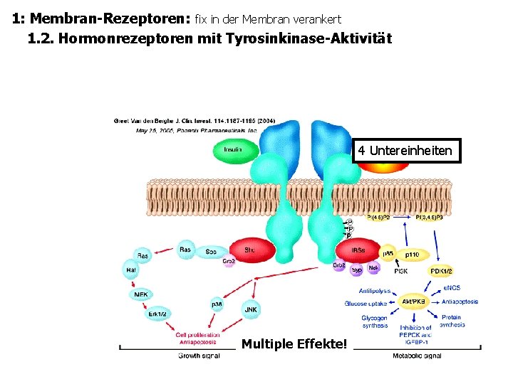 1: Membran-Rezeptoren: fix in der Membran verankert 1. 2. Hormonrezeptoren mit Tyrosinkinase-Aktivität 4 Untereinheiten