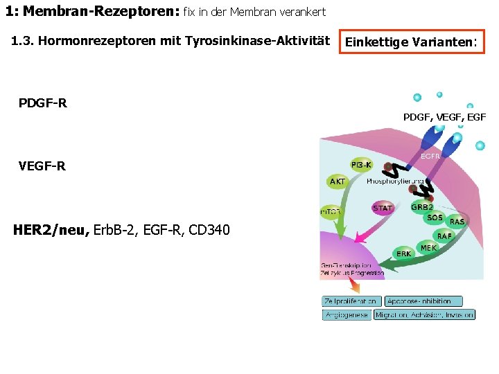 1: Membran-Rezeptoren: fix in der Membran verankert 1. 3. Hormonrezeptoren mit Tyrosinkinase-Aktivität Einkettige Varianten: