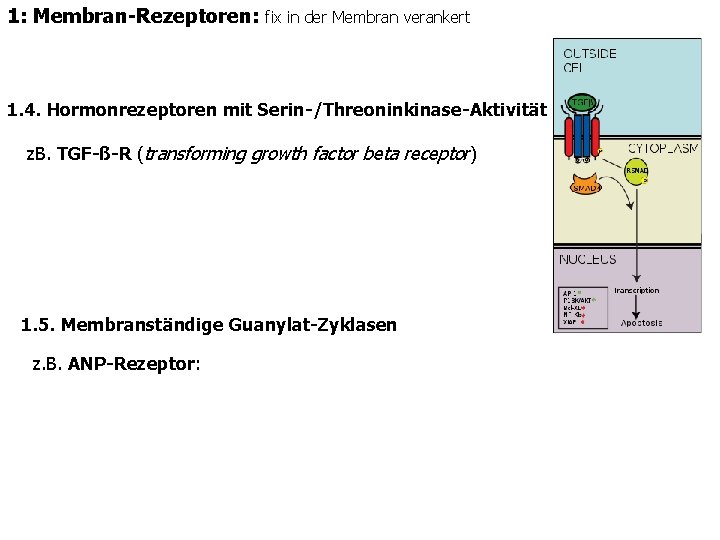 1: Membran-Rezeptoren: fix in der Membran verankert 1. 4. Hormonrezeptoren mit Serin-/Threoninkinase-Aktivität z. B.