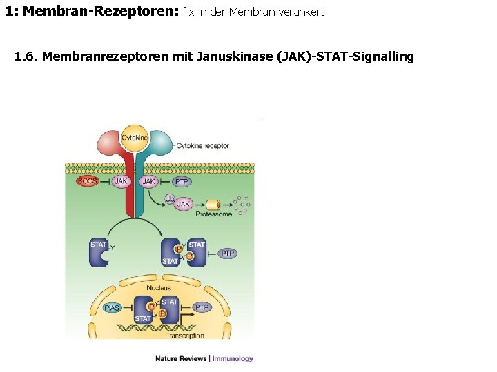 1: Membran-Rezeptoren: fix in der Membran verankert 1. 6. Membranrezeptoren mit Januskinase (JAK)-STAT-Signalling 