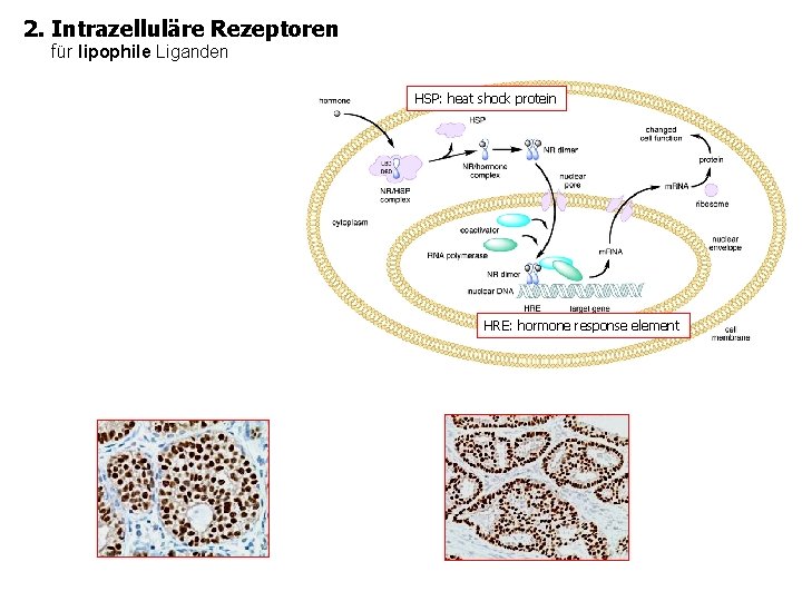 2. Intrazelluläre Rezeptoren für lipophile Liganden HSP: heat shock protein HRE: hormone response element
