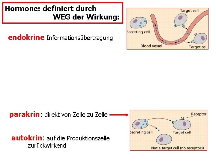 Hormone: definiert durch WEG der Wirkung: endokrine Informationsübertragung parakrin: direkt von Zelle zu Zelle