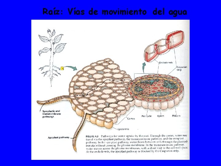 Raíz: Vías de movimiento del agua 