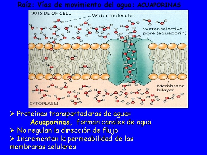 Raíz: Vías de movimiento del agua: ACUAPORINAS Ø Proteínas transportadoras de agua= Acuaporinas, forman
