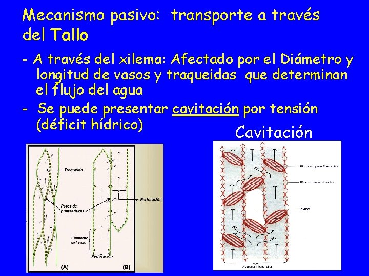 Mecanismo pasivo: transporte a través del Tallo - A través del xilema: Afectado por