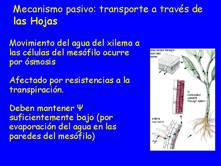 Mecanismo pasivo: transporte a través de las Hojas Movimiento del agua del xilema a
