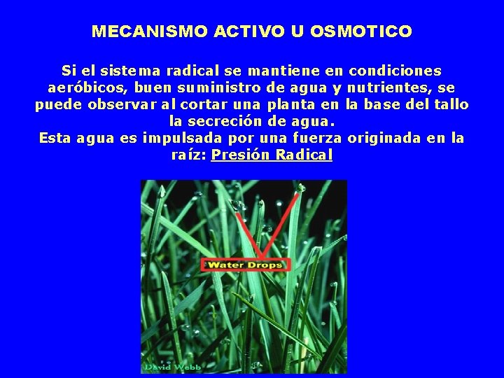 MECANISMO ACTIVO U OSMOTICO Si el sistema radical se mantiene en condiciones aeróbicos, buen