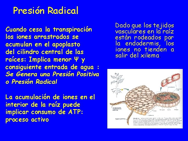 Presión Radical Cuando cesa la transpiración los iones arrastrados se acumulan en el apoplasto