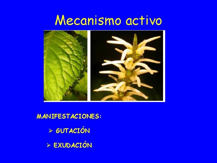 Mecanismo activo MANIFESTACIONES: Ø GUTACIÓN Ø EXUDACIÓN 