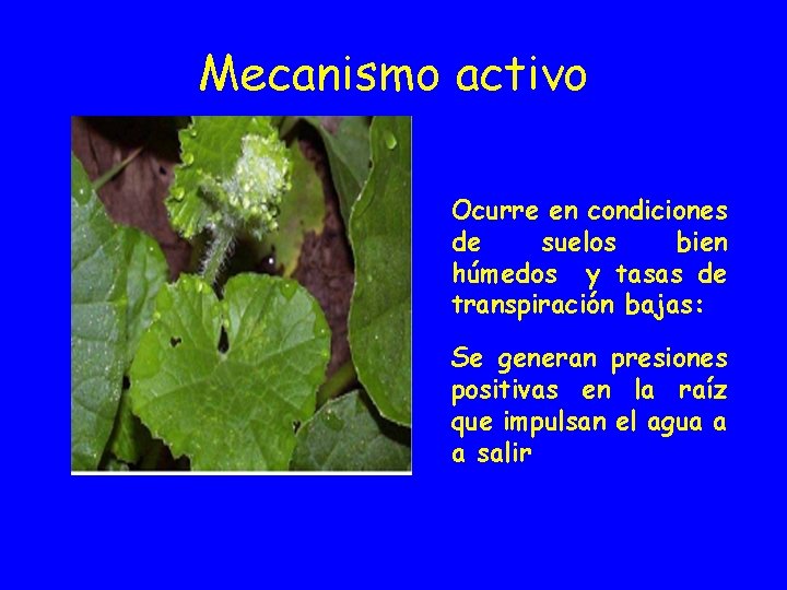 Mecanismo activo Ocurre en condiciones de suelos bien húmedos y tasas de transpiración bajas: