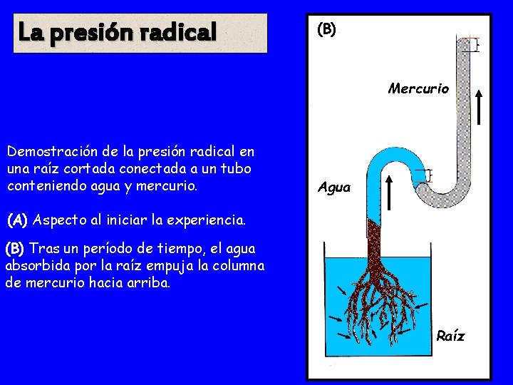 La presión radical (A) (B) Mercurio Demostración de la presión radical en una raíz