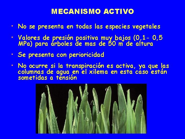 MECANISMO ACTIVO • No se presenta en todas las especies vegetales • Valores de