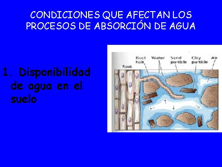 CONDICIONES QUE AFECTAN LOS PROCESOS DE ABSORCIÓN DE AGUA 1. Disponibilidad de agua en