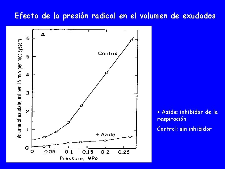 Efecto de la presión radical en el volumen de exudados + Azide: inhibidor de