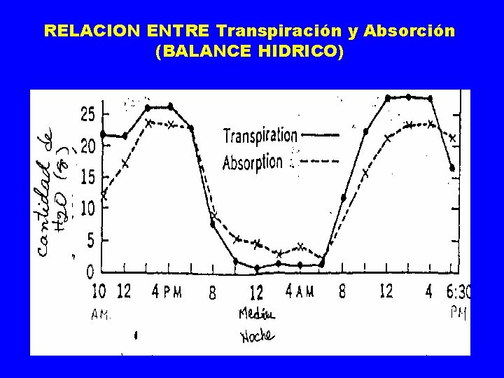 RELACION ENTRE Transpiración y Absorción (BALANCE HIDRICO) 