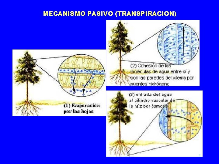 MECANISMO PASIVO (TRANSPIRACION) 