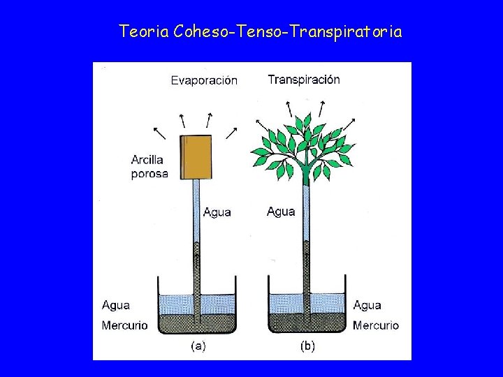Teoria Coheso-Tenso-Transpiratoria 