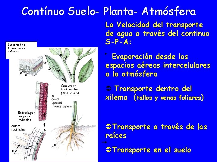 Contínuo Suelo- Planta- Atmósfera La Velocidad del transporte de agua a través del continuo