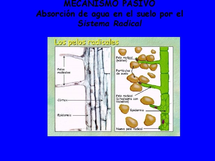 MECANISMO PASIVO Absorción de agua en el suelo por el Sistema Radical 