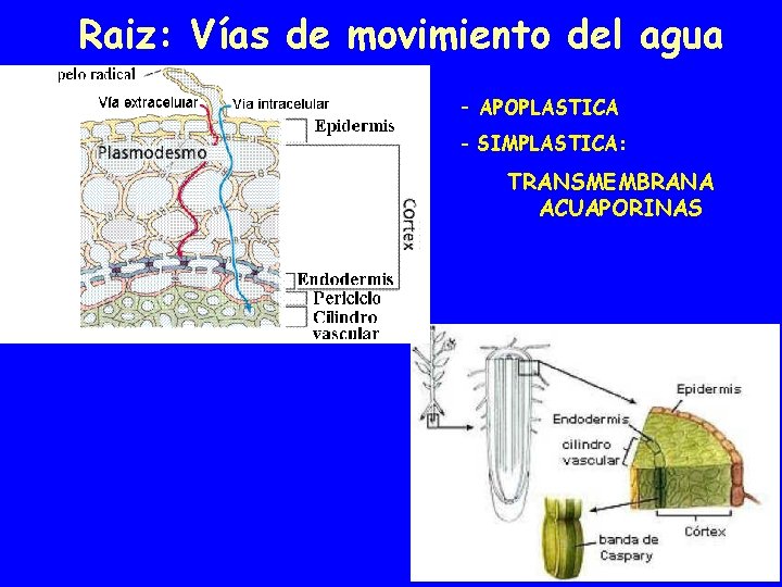 Raiz: Vías de movimiento del agua - APOPLASTICA - SIMPLASTICA: TRANSMEMBRANA ACUAPORINAS 