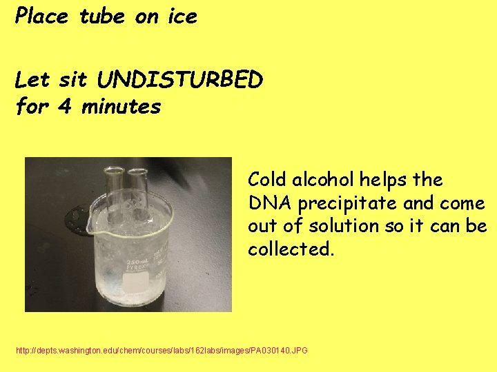 Place tube on ice Let sit UNDISTURBED for 4 minutes Cold alcohol helps the