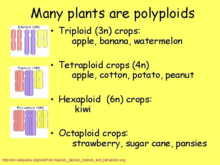 Many plants are polyploids • Triploid (3 n) crops: apple, banana, watermelon • Tetraploid