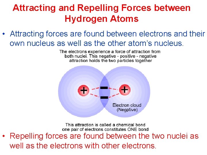 Attracting and Repelling Forces between Hydrogen Atoms • Attracting forces are found between electrons