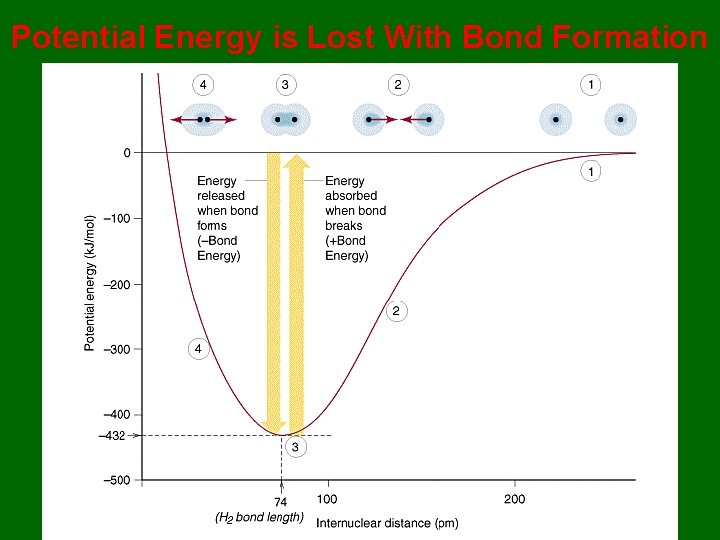 Potential Energy is Lost With Bond Formation 