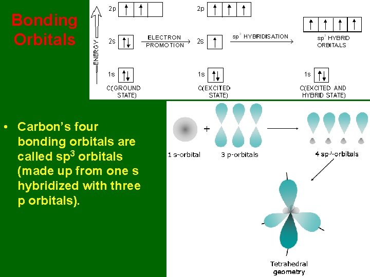 Bonding Orbitals • Carbon’s four bonding orbitals are called sp 3 orbitals (made up