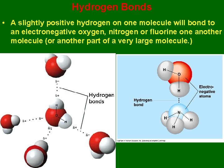 Hydrogen Bonds • A slightly positive hydrogen on one molecule will bond to an