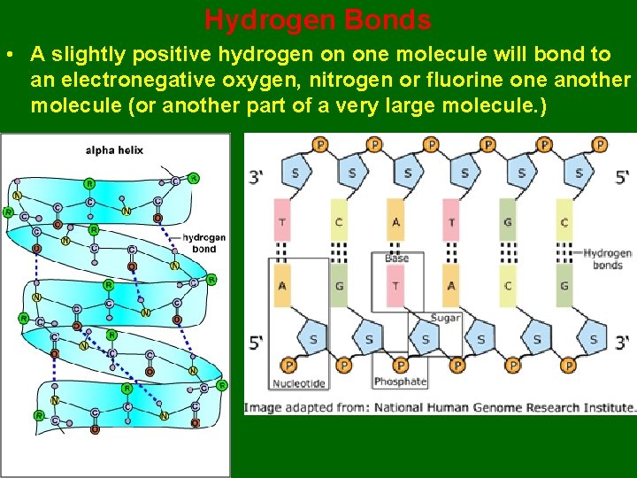 Hydrogen Bonds • A slightly positive hydrogen on one molecule will bond to an