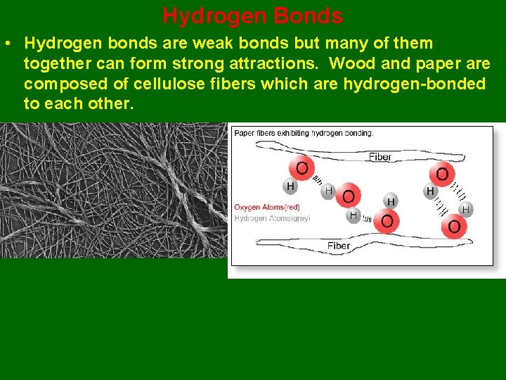 Hydrogen Bonds • Hydrogen bonds are weak bonds but many of them together can