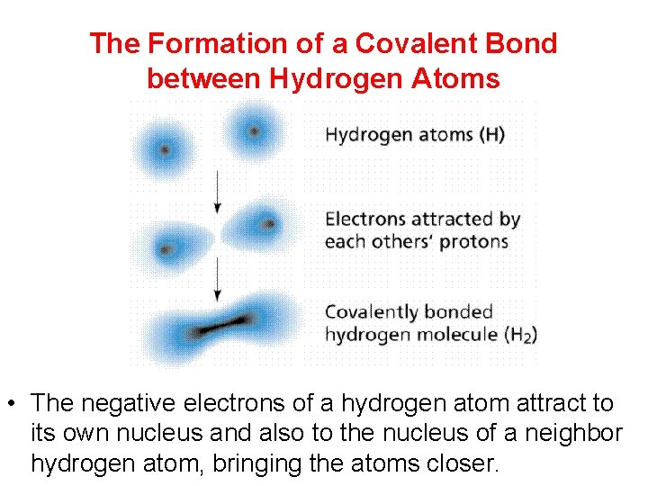 The Formation of a Covalent Bond between Hydrogen Atoms • The negative electrons of