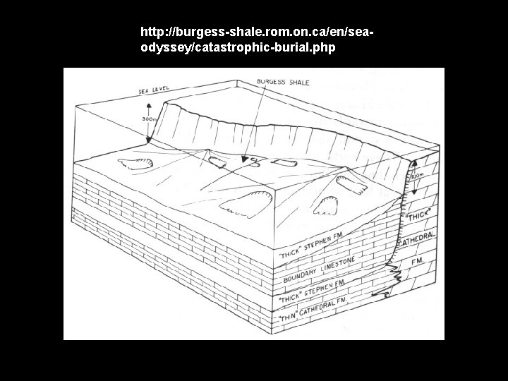 http: //burgess-shale. rom. on. ca/en/seaodyssey/catastrophic-burial. php 