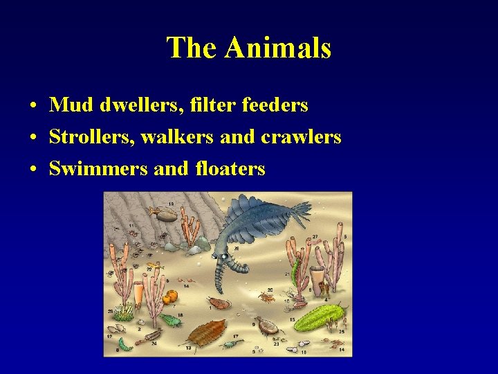 The Animals • Mud dwellers, filter feeders • Strollers, walkers and crawlers • Swimmers