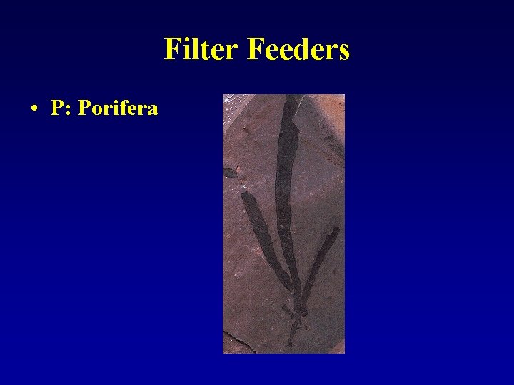 Filter Feeders • P: Porifera 