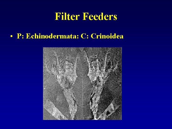 Filter Feeders • P: Echinodermata: C: Crinoidea 