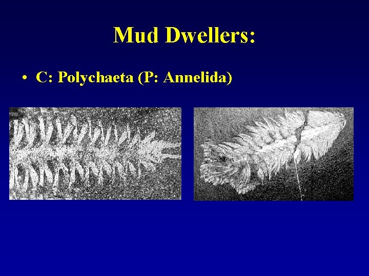 Mud Dwellers: • C: Polychaeta (P: Annelida) 